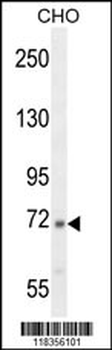 C2 Antibody (N-term)