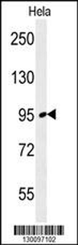 FNIP2 Antibody (C-term)