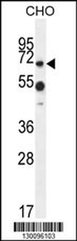 ZUFSP Antibody (N-term)