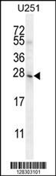 BHLHA15 Antibody (C-term)