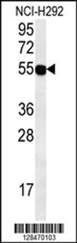 ZNF492 Antibody (C-term)