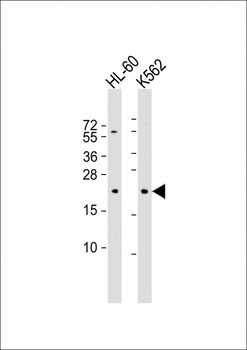 GTSF1 Antibody (Center)