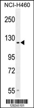 GPR144 Antibody (Center)