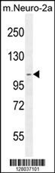 SCARF2 Antibody (C-term)