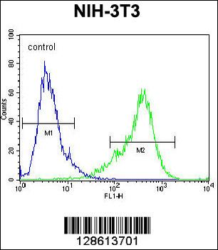 KIAA1609 Antibody (C-term)
