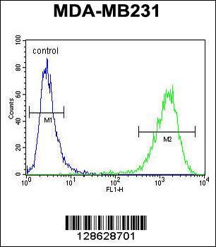 CF150 Antibody (Center)