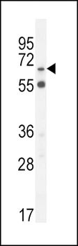 S6A12 Antibody (N-term)