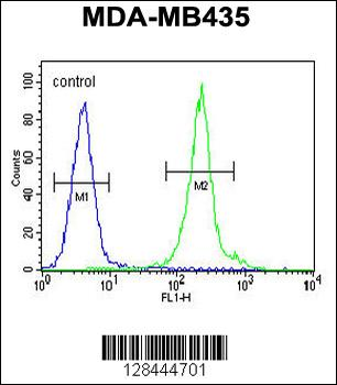 IL12B Antibody (C-term)