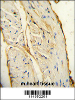 AIF1 Antibody (N-term)