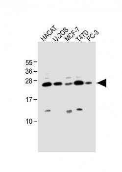 SCXA Antibody (C-term)