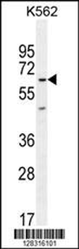 KBTBD5 Antibody (Center)