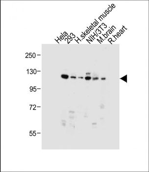 Dnmt3a Antibody