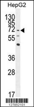 LRRC33 Antibody (C-term)