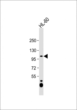 NAA25 Antibody (Center)