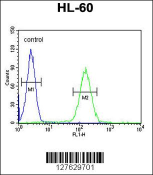 NOS1AP Antibody (Center)