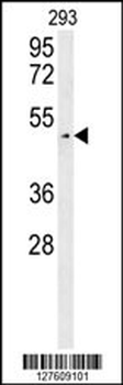 LUZP4 Antibody (N-term)