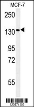 PEX1 Antibody (Center)