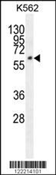 FAM155A Antibody (N-term)
