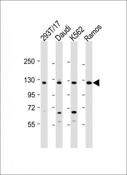 BACH2 Antibody (C-term)