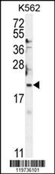 BTG2 Antibody (N-term)