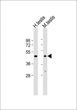 BSCL2 Antibody (N-term)