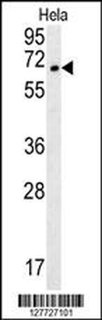 TMEM214 Antibody (N-term)