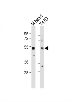 SCAR5 Antibody (C-term)