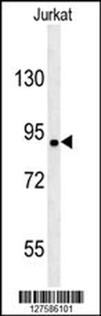 KIAA1680 Antibody (C-term)