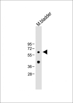 MET10 Antibody (C-term)