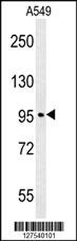 CO039 Antibody (C-term)
