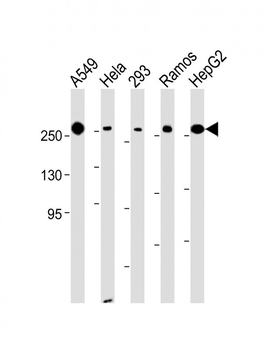 FASN Antibody (Center)