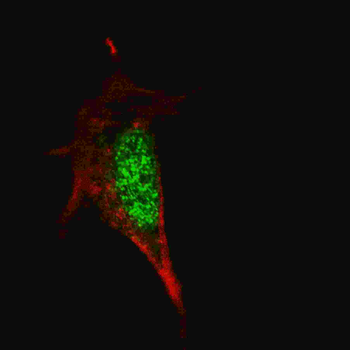 SOX2 Antibody
