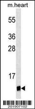 UBL5 Antibody