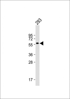 CNOT4 Antibody