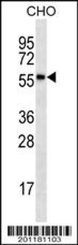 RPS6KL1 Antibody