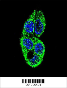MASTL Antibody