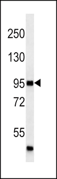 MAP4K3 Antibody