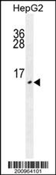 URM1 Antibody