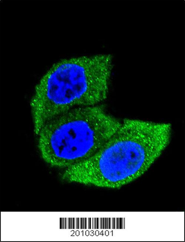 HSPA1A Antibody