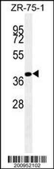 BMP4 Antibody