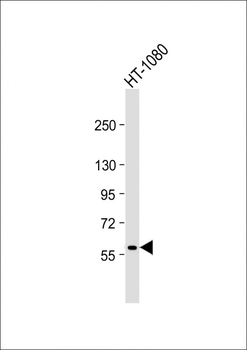 MMP14 Antibody (C-term)
