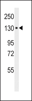 ITA6 Antibody