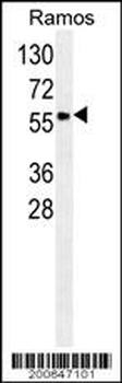 SPA9 Antibody (N-term)