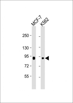 BRAF Antibody