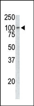 P100 Antibody