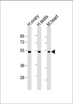 VEGF3 Antibody