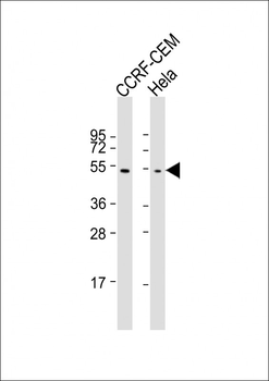TBB1 Antibody