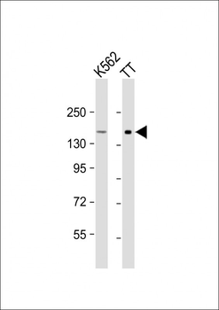 c-KIT Antibody (C-term)