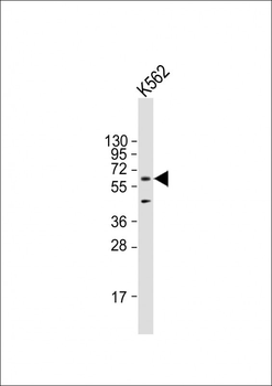 AMPK alpha (PRKAA1) Antibody (S487)