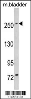 LRRK1 Antibody (C-term)